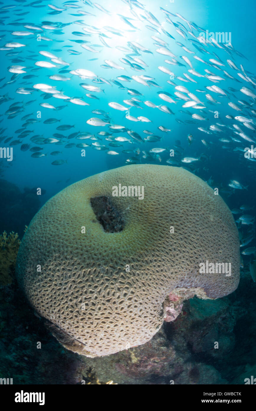 big school of fish close to brain coral genus mussismilia underwater Abrolhos National Park, Bahia Brazil Stock Photo