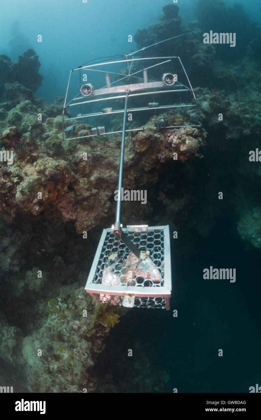 Baited Remote Underwater Video  - BRUV  used in Abrolhos Marine protected area, for fish fauna research using two gopro. Brazil Stock Photo