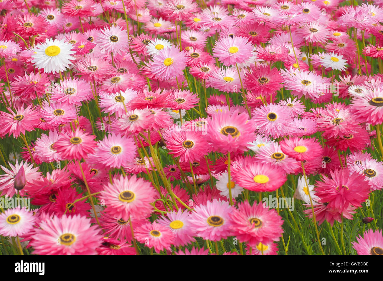 Pink Paper Daisies in a Mass Planting Stock Photo