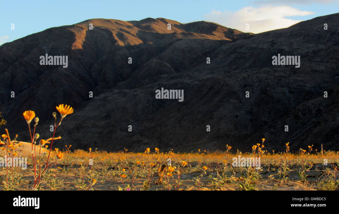 Floral Bloom In Henderson Canyon flower fields of Anza Borrego Desert