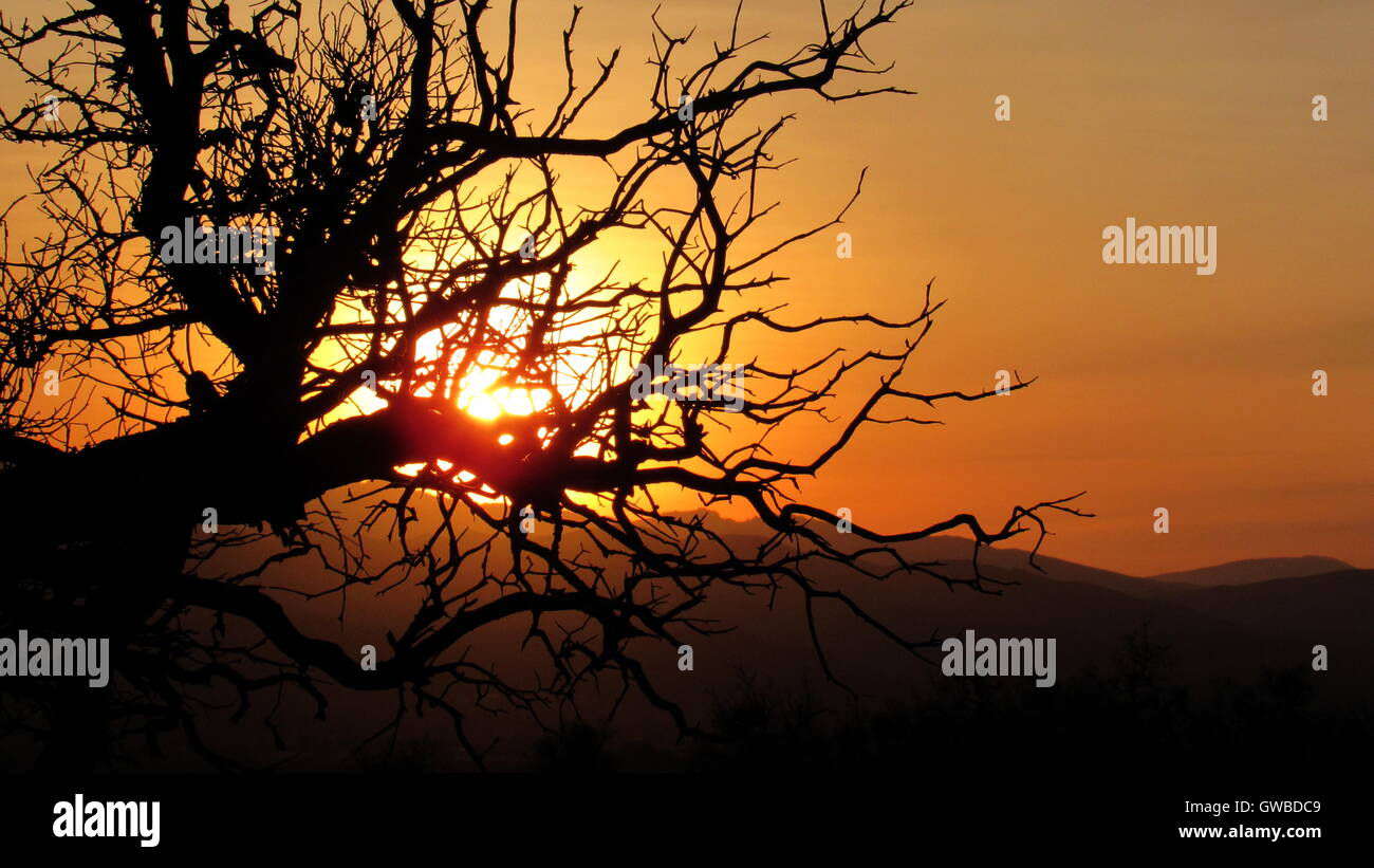 Gnarly halloween looking solitary tree and branches with sun behind eerie feeling landscape with mountains Stock Photo