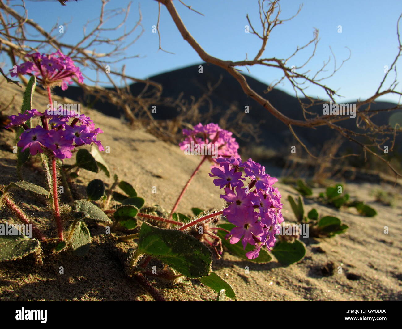 Purple sand verbena in the desert. Stock Photo