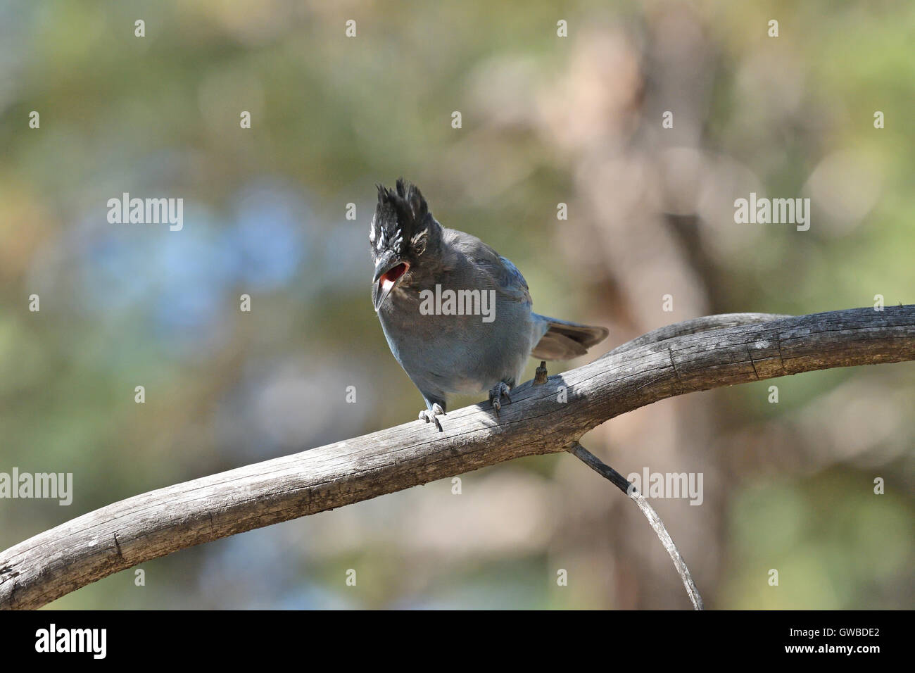 Steller's Jay perched on a tree branch and squawking. Stock Photo