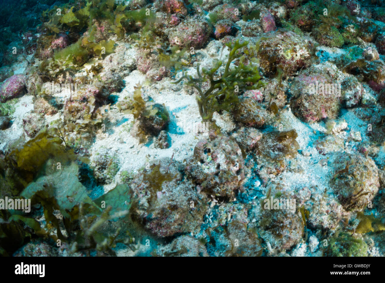 Algae reef deep dive ate Buraca Environment, south Bahia, Brazil Stock Photo