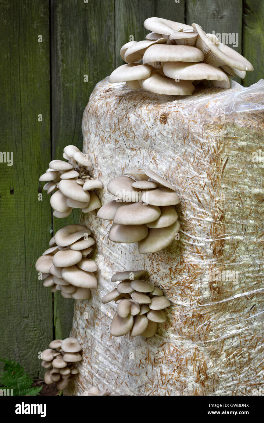 Oyster Mushrums (Pleurotus ostreatus) cultivated on straw. Selective focus. Growing Mushrooms at Home. Stock Photo