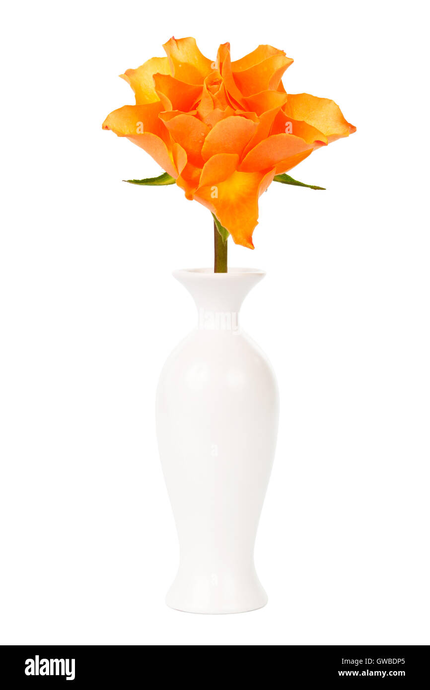 bright rose in a vase on a white background Stock Photo - Alamy