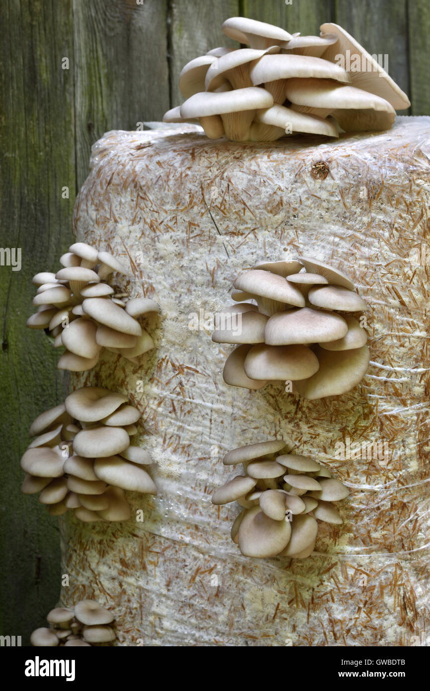 Oyster Mushrums (Pleurotus ostreatus) cultivated on straw. Selective focus. Growing Mushrooms at Home. Stock Photo