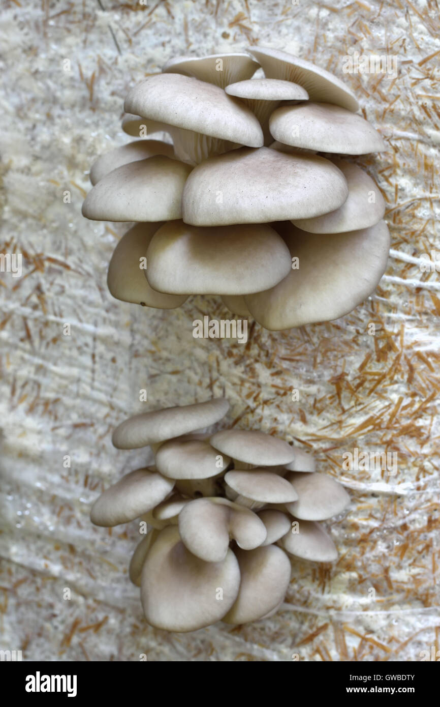 Oyster Mushrums (Pleurotus ostreatus) cultivated on straw. Growing Mushrooms at Home. Close up, selective focus. Stock Photo