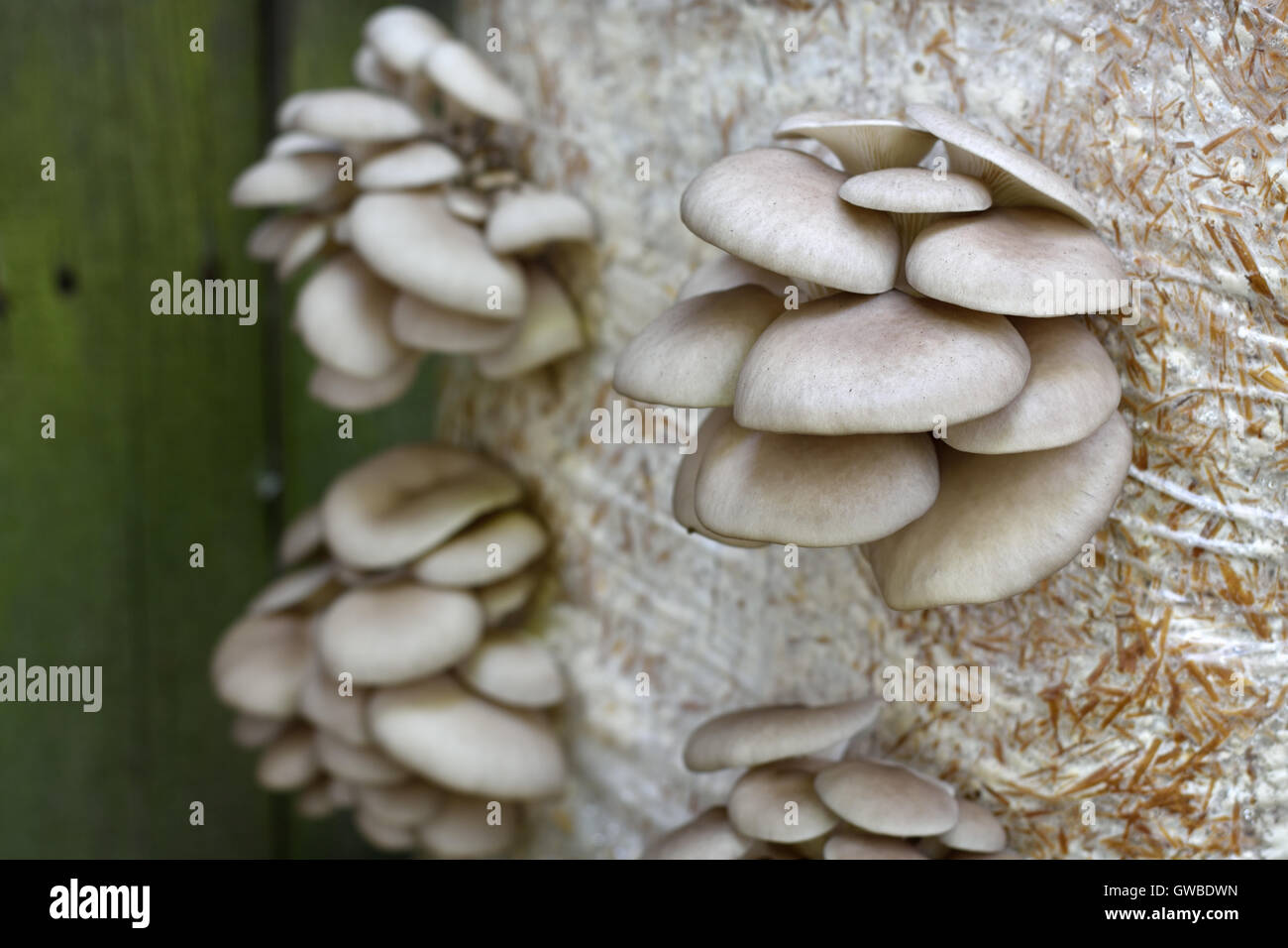 Oyster Mushrums (Pleurotus ostreatus) cultivated on straw. Growing Mushrooms at Home. Close up, selective focus. Stock Photo