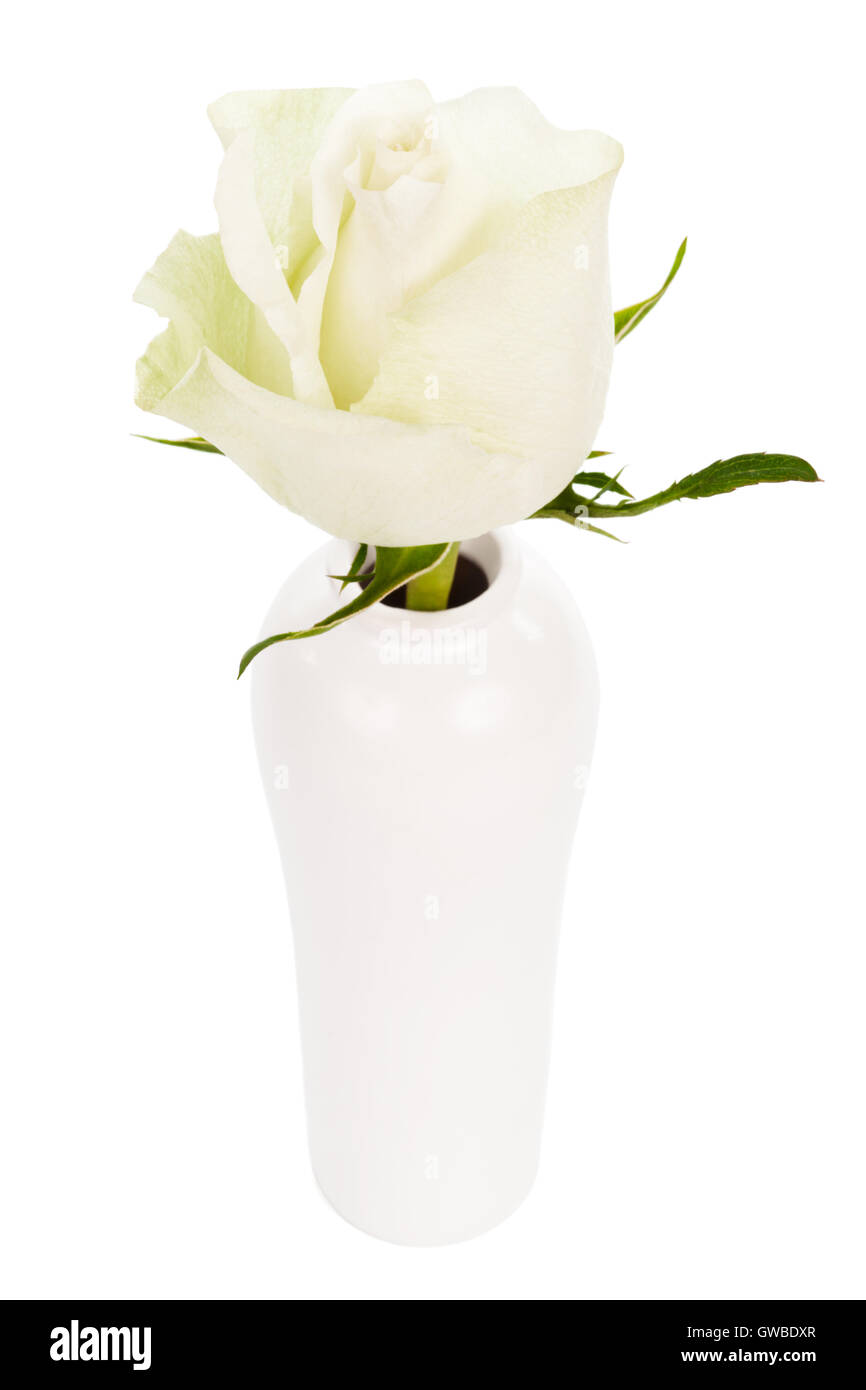 white rose in a vase on a white background Stock Photo - Alamy