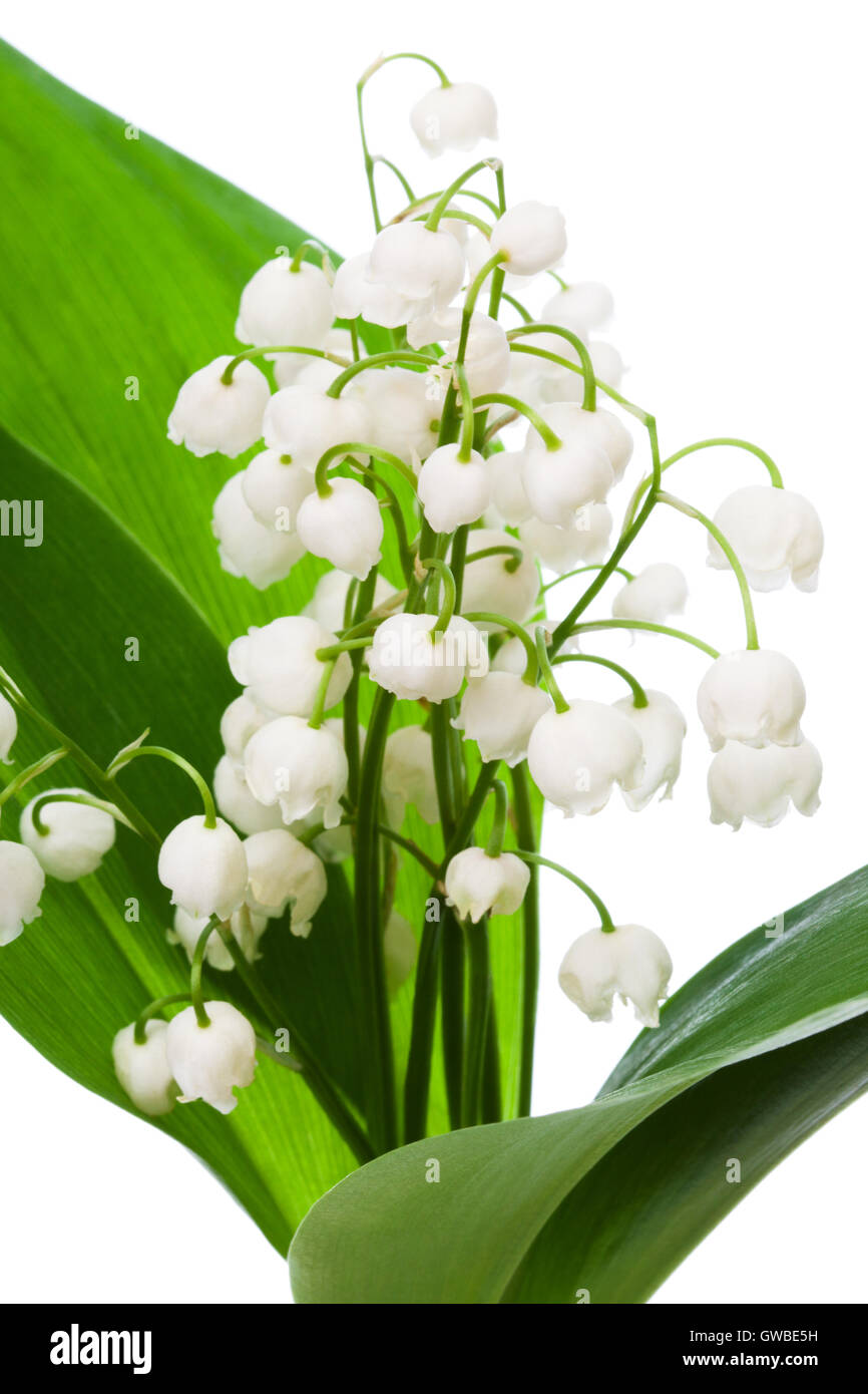 bouquet of lily of the valley on a white background Stock Photo - Alamy