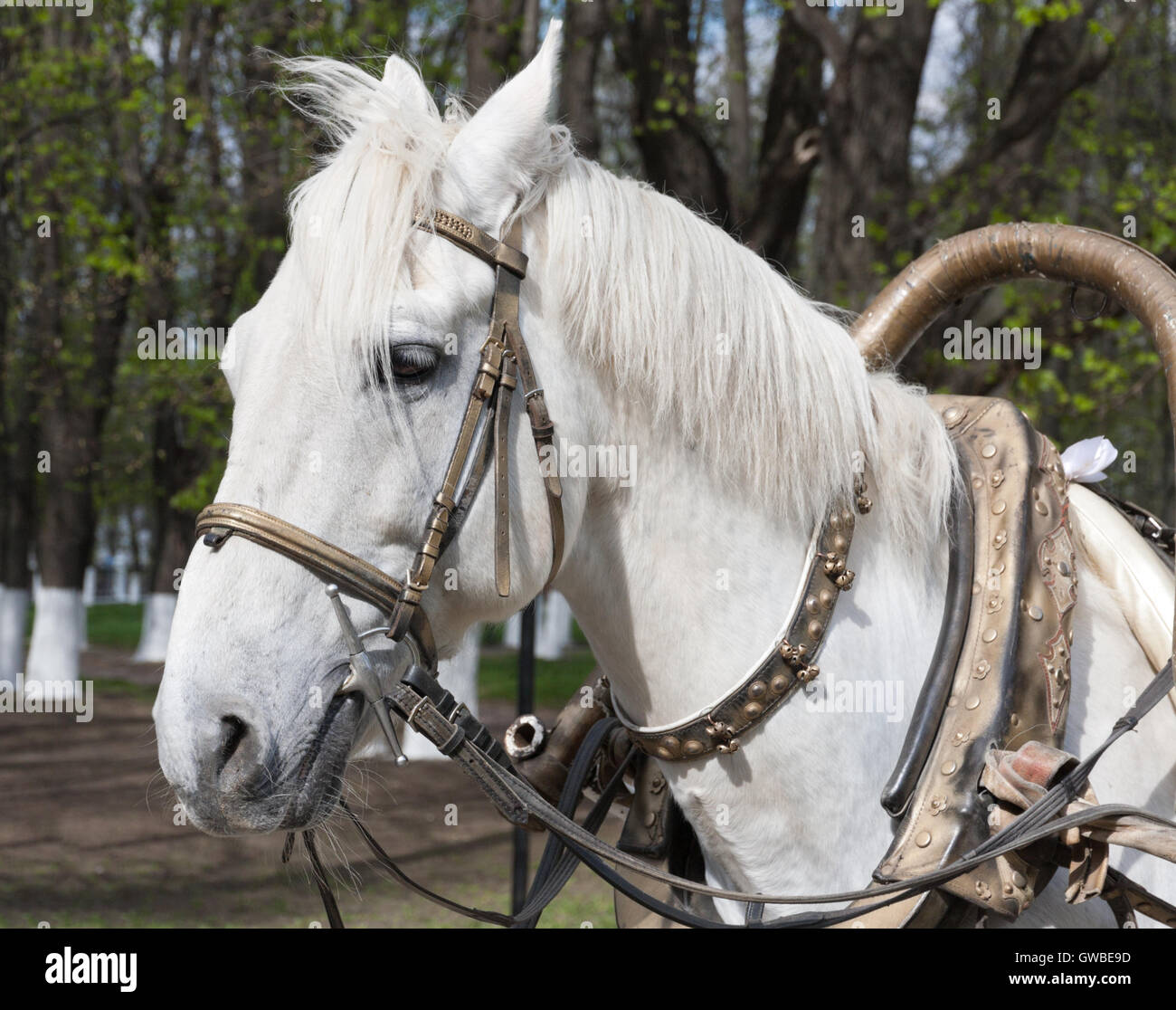 Portrait of white horse with bridle and harness closeup Stock Photo Alamy