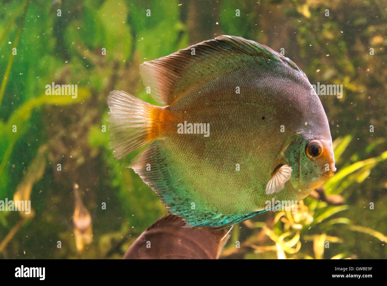 Morph Of Exotic Tropical Fish Swimming In Aquarium Can Be Used As A