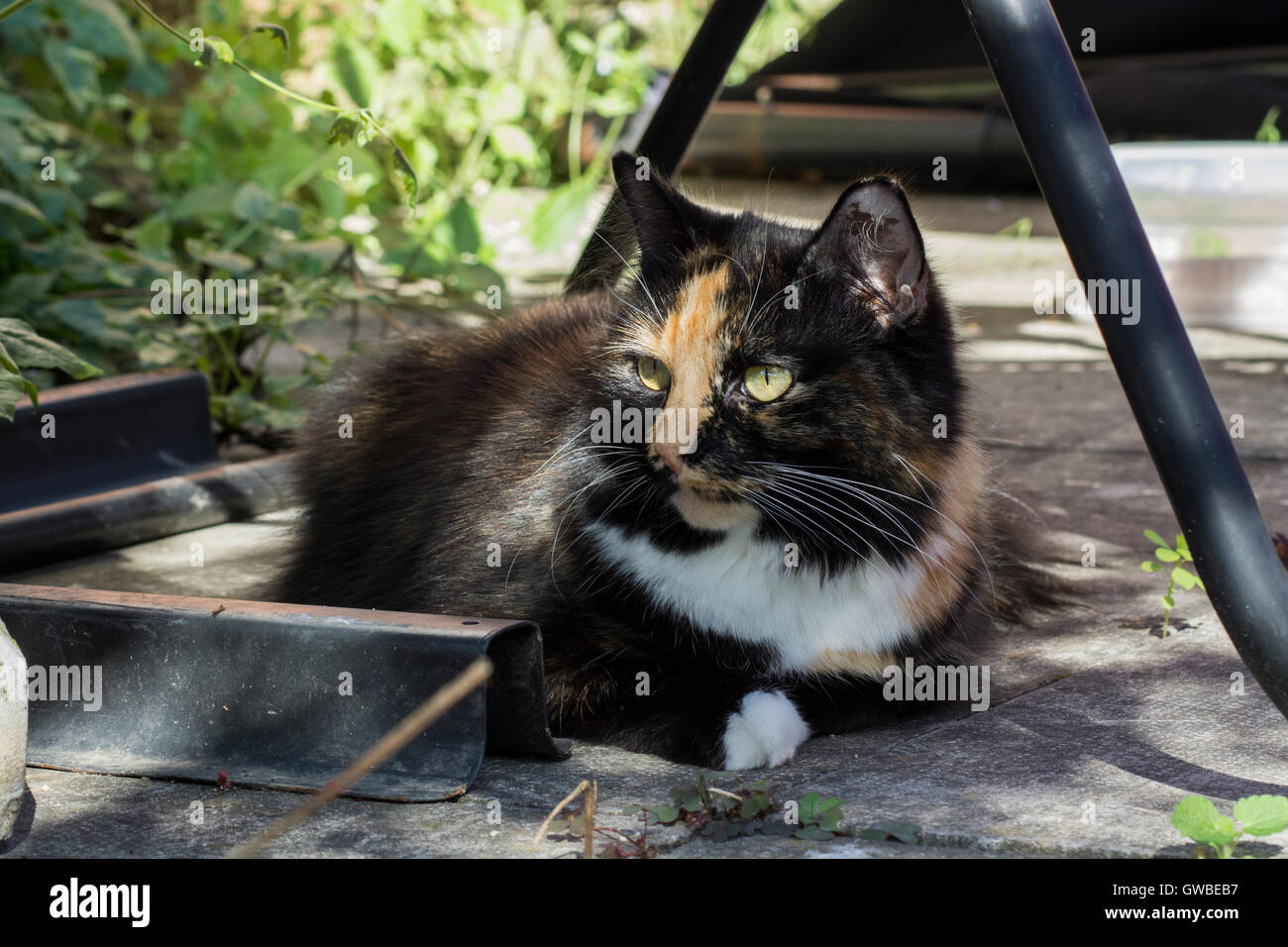 Tortoiseshell cat sitting in the shade Stock Photo - Alamy