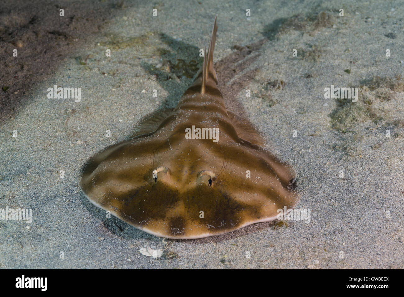 The Brazilian electric ray (Narcine brasiliensis) is a species of  the family Narcinidae.  Abrolhos, Bahia state, Brazil Stock Photo