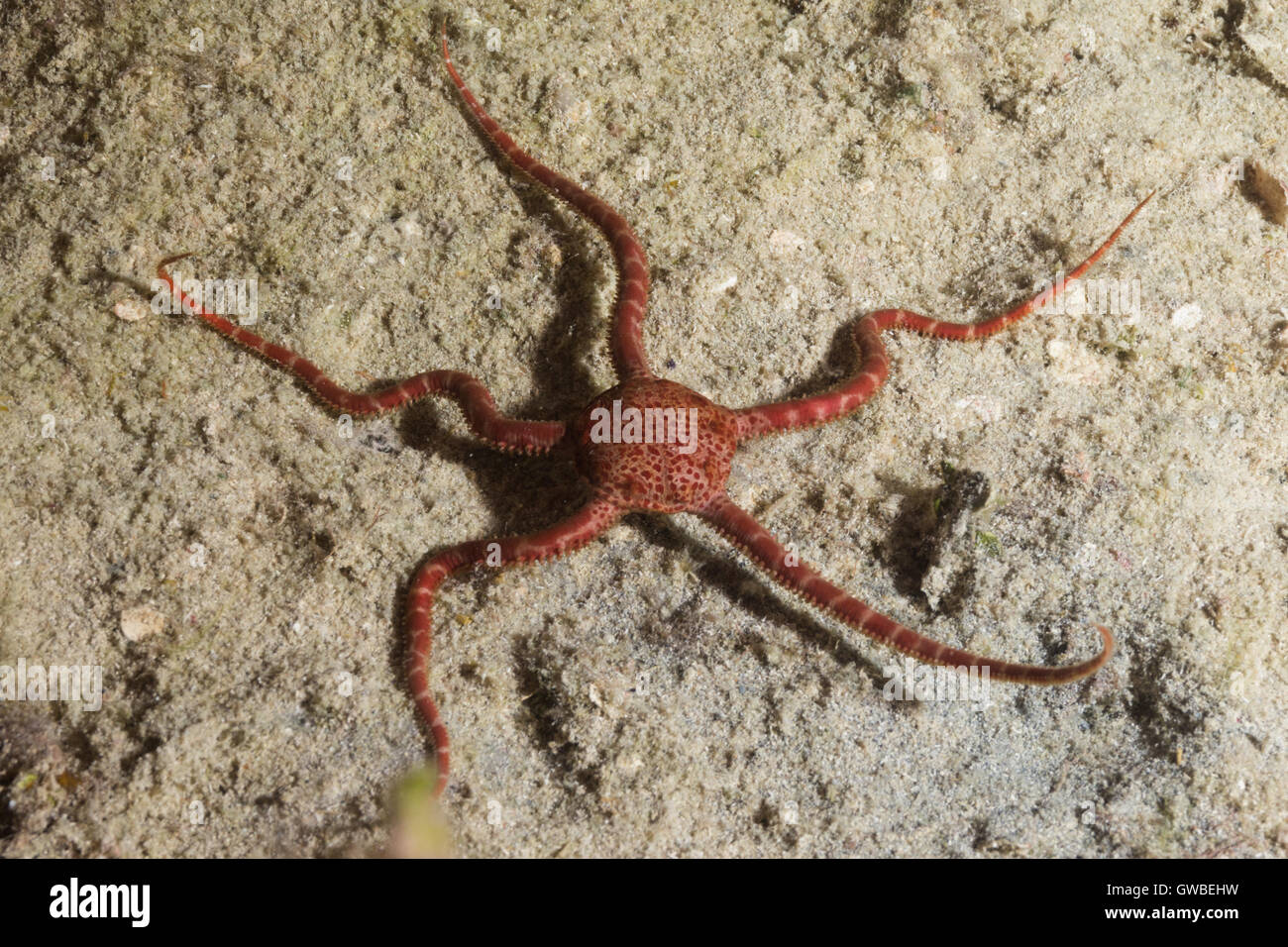 Brittle star, underwater Abrolhos National marine park, Bahia, Brazil Stock Photo