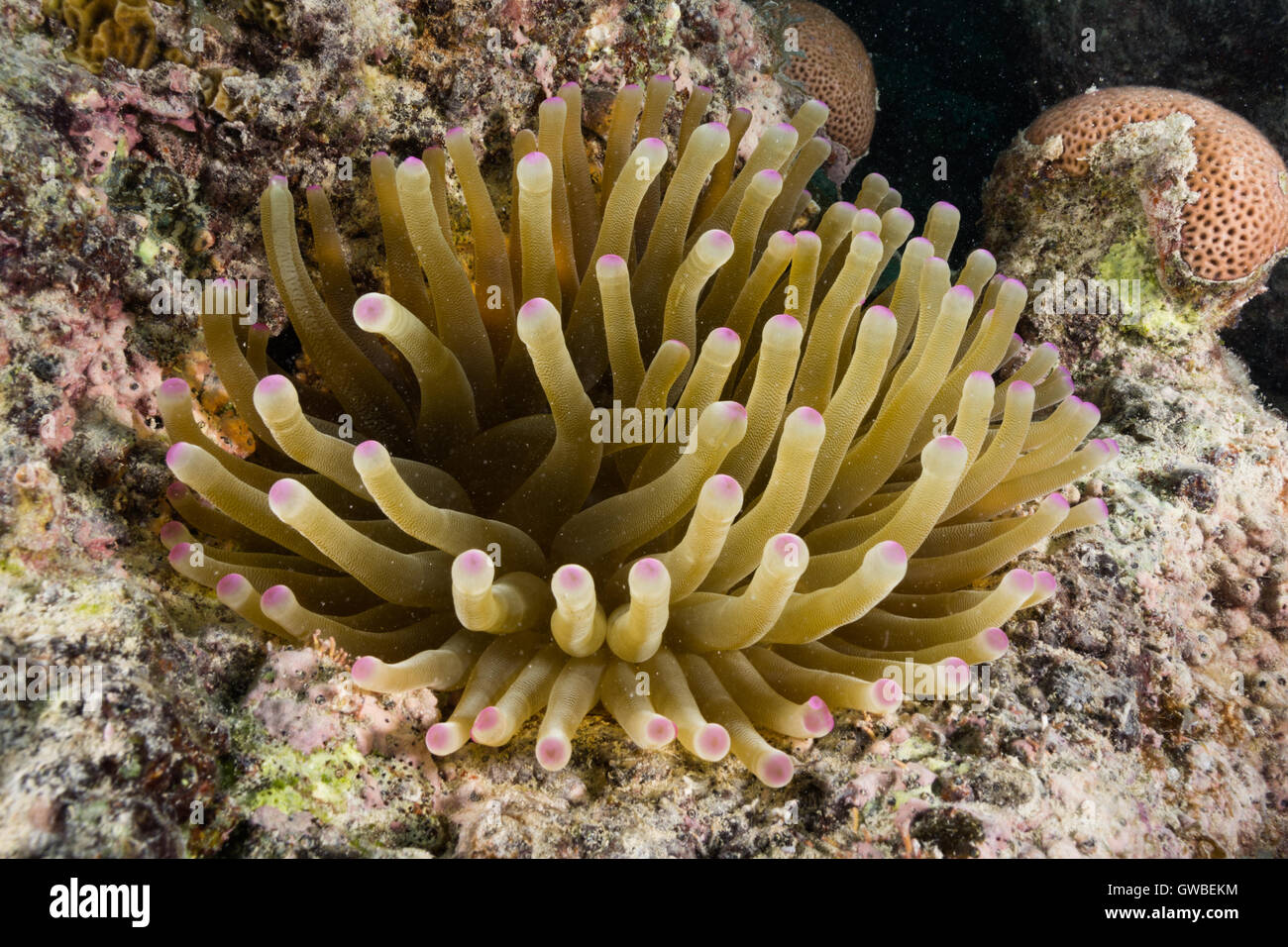 Condylactis gigantea ball anemone underwater Abrolhos, Bahia, Brazil Stock Photo