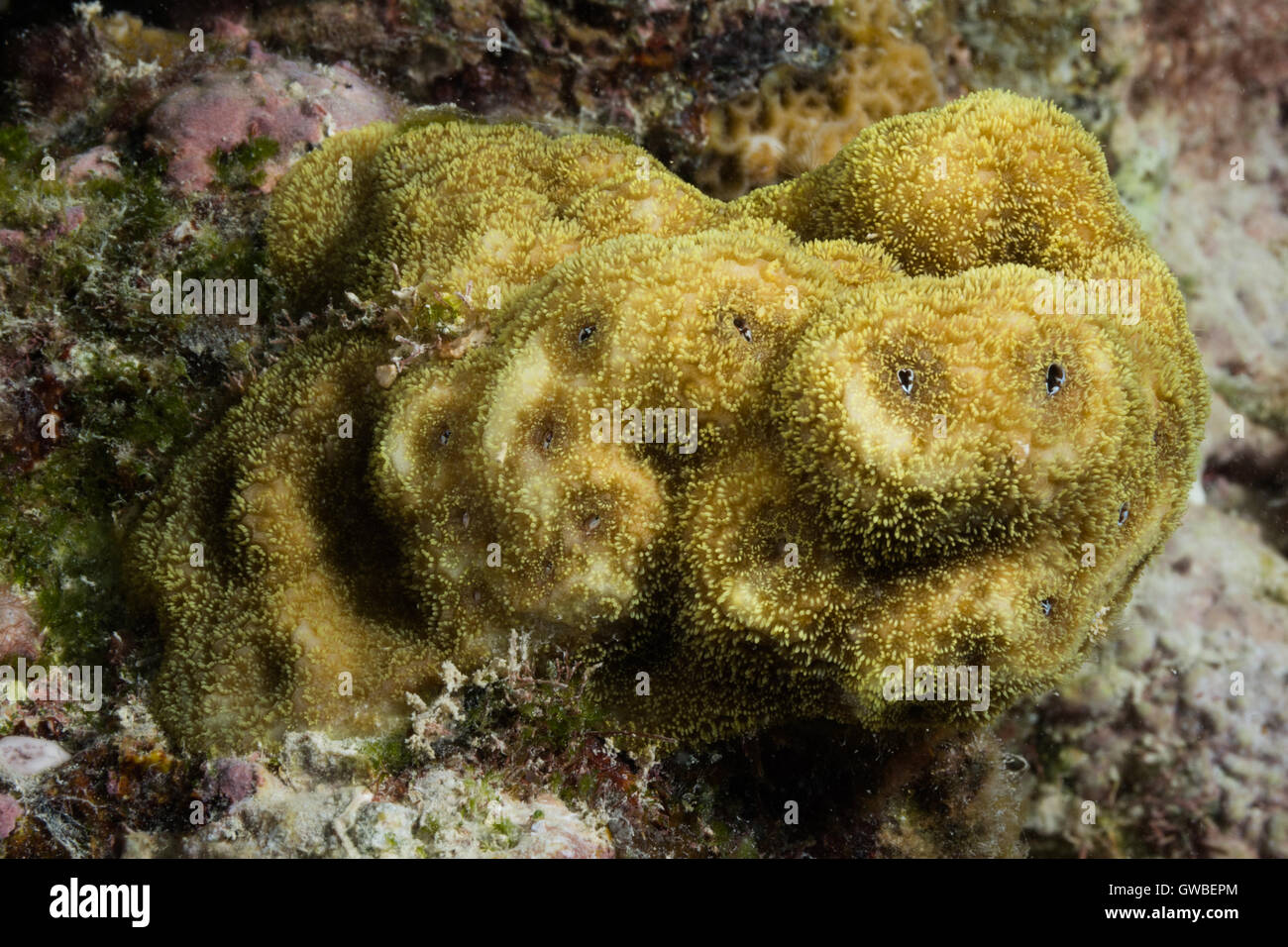 Coral genus Porites, underwater Abrolhos, Bahia, Brazil Stock Photo