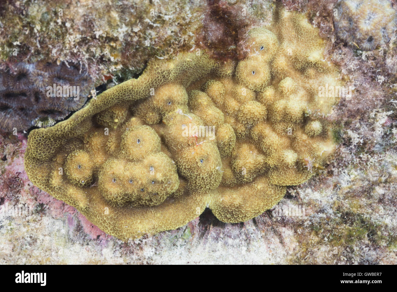 Coral genus Porites, underwater Abrolhos, Bahia, Brazil Stock Photo
