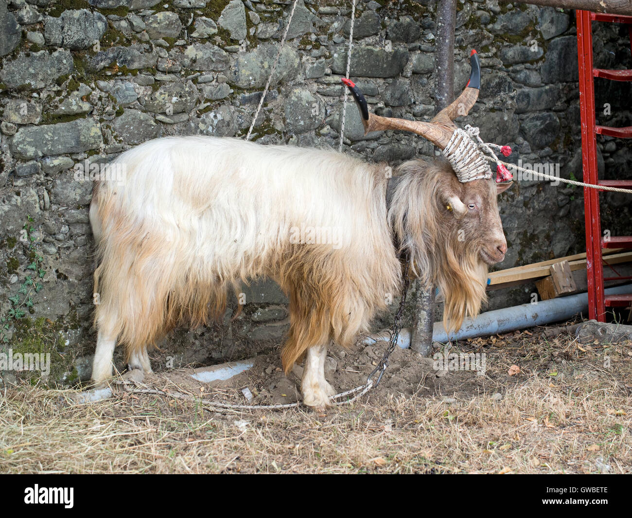 Goat. Tethered, with impressive horns. Stock Photo