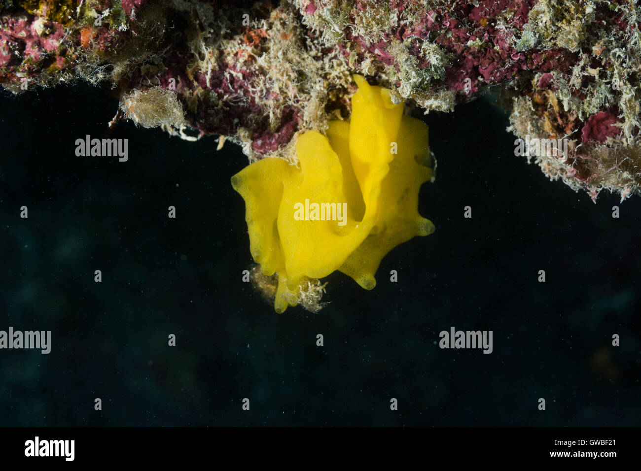 yellow sponge, underwater Abrolhos, Bahia, Brazil Stock Photo