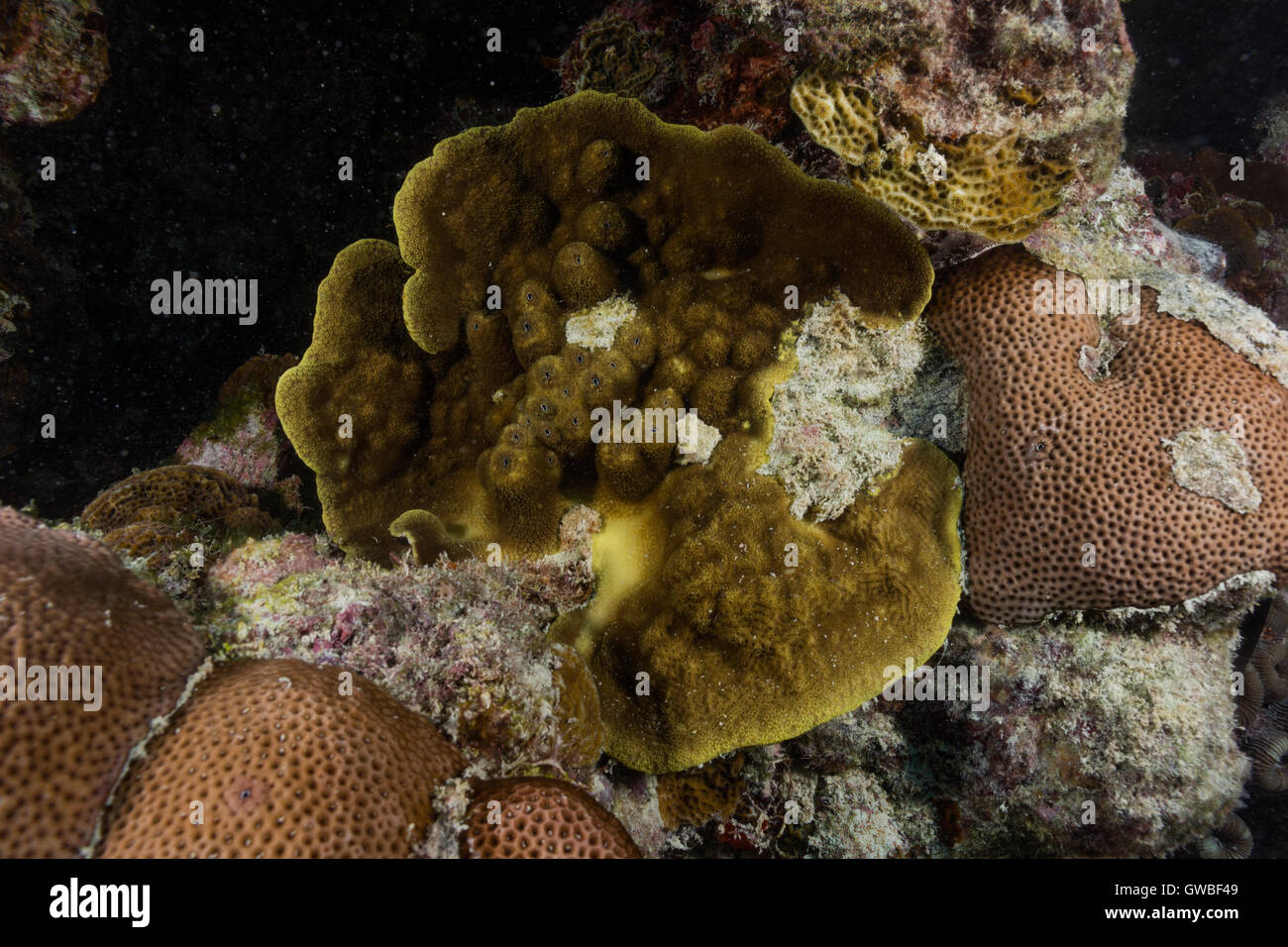 Agaricia agaricites reef coral underwater  Abrolhos, Bahia, Brazil Stock Photo