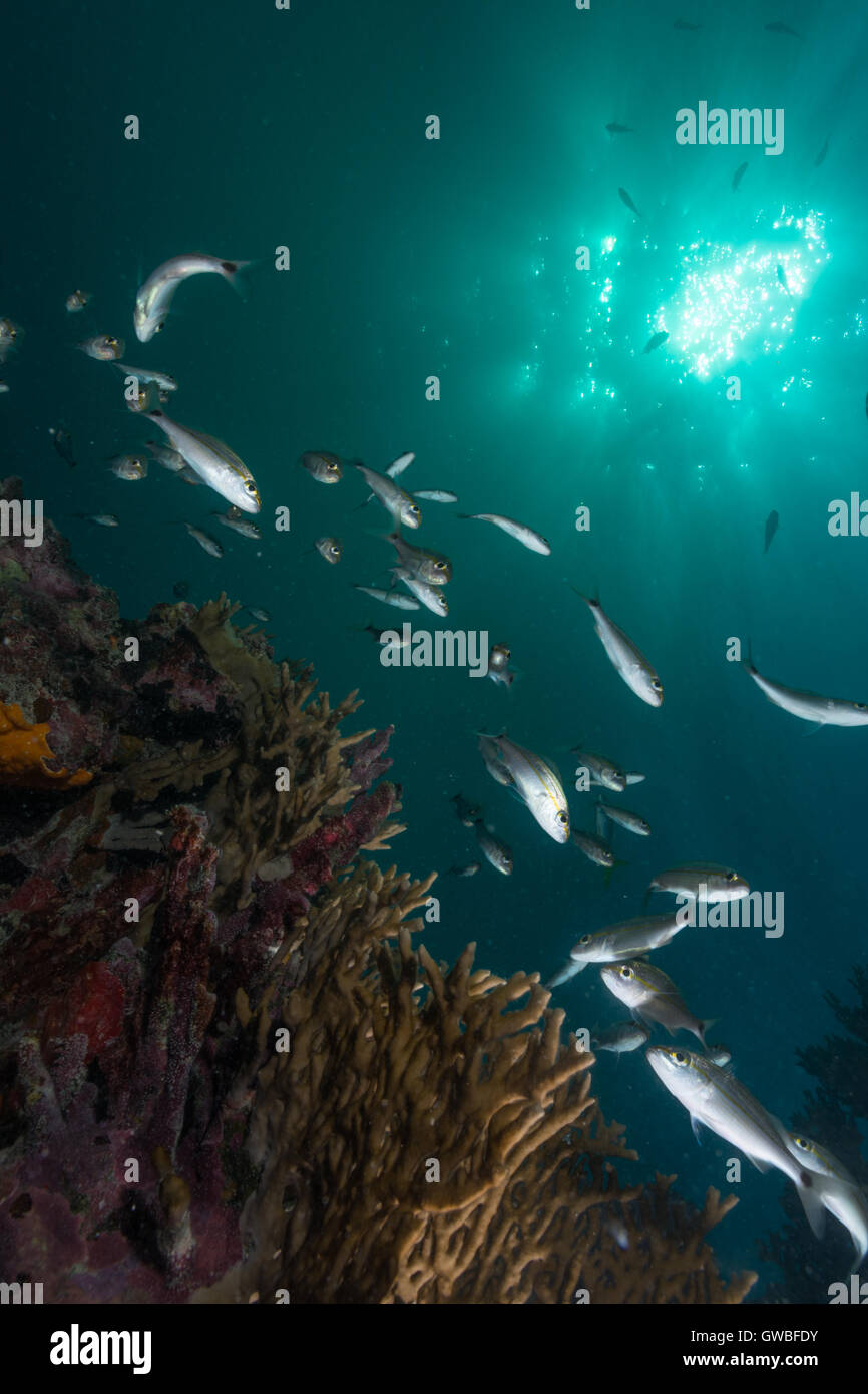 school of fish at coral reef in Abrolhos National Marine Park, Bahia state, Brazil Stock Photo
