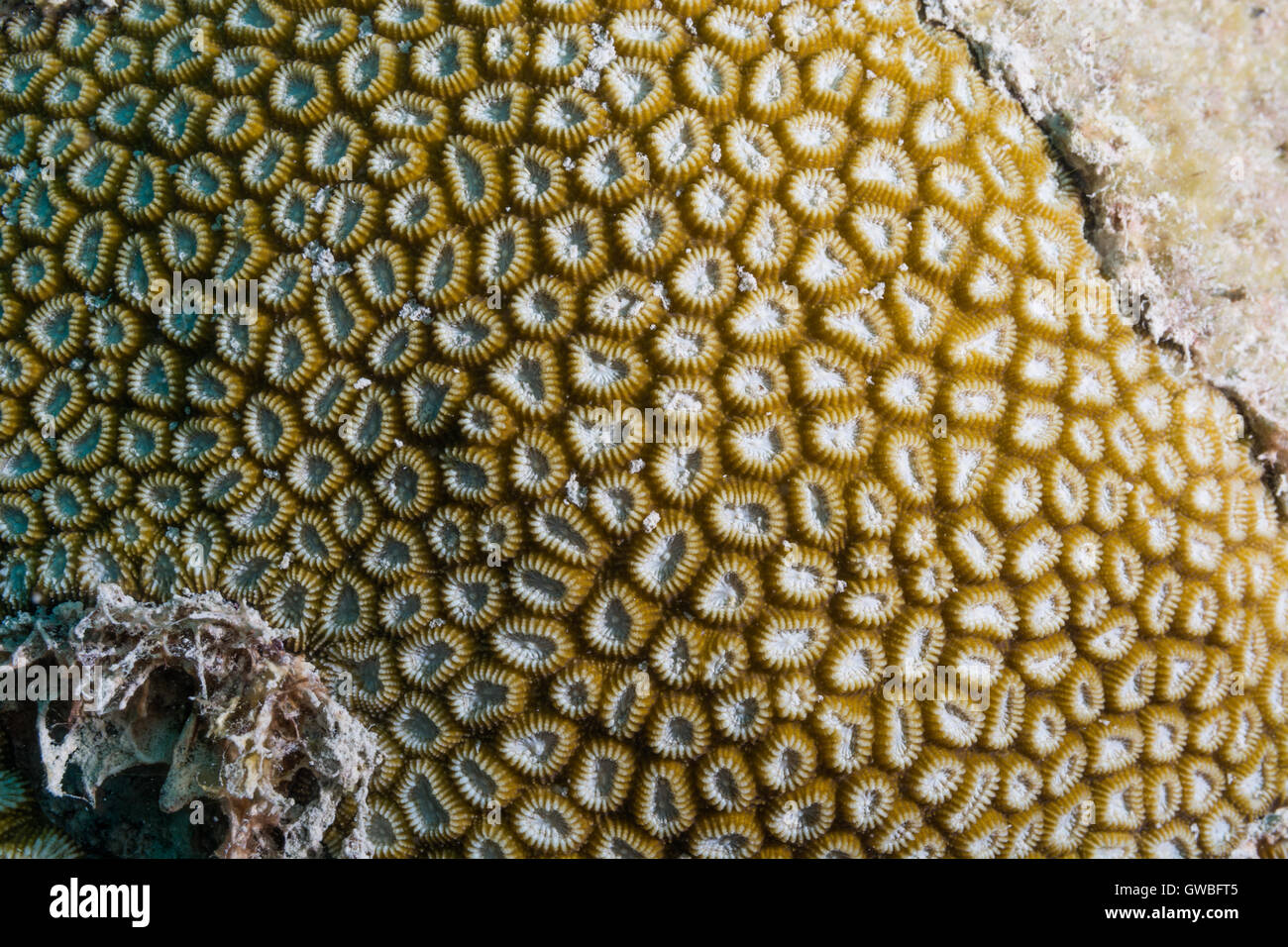 Favia leptophylla reef coral underwater Abrolhos National Marine Park, Bahia, Brazil Stock Photo