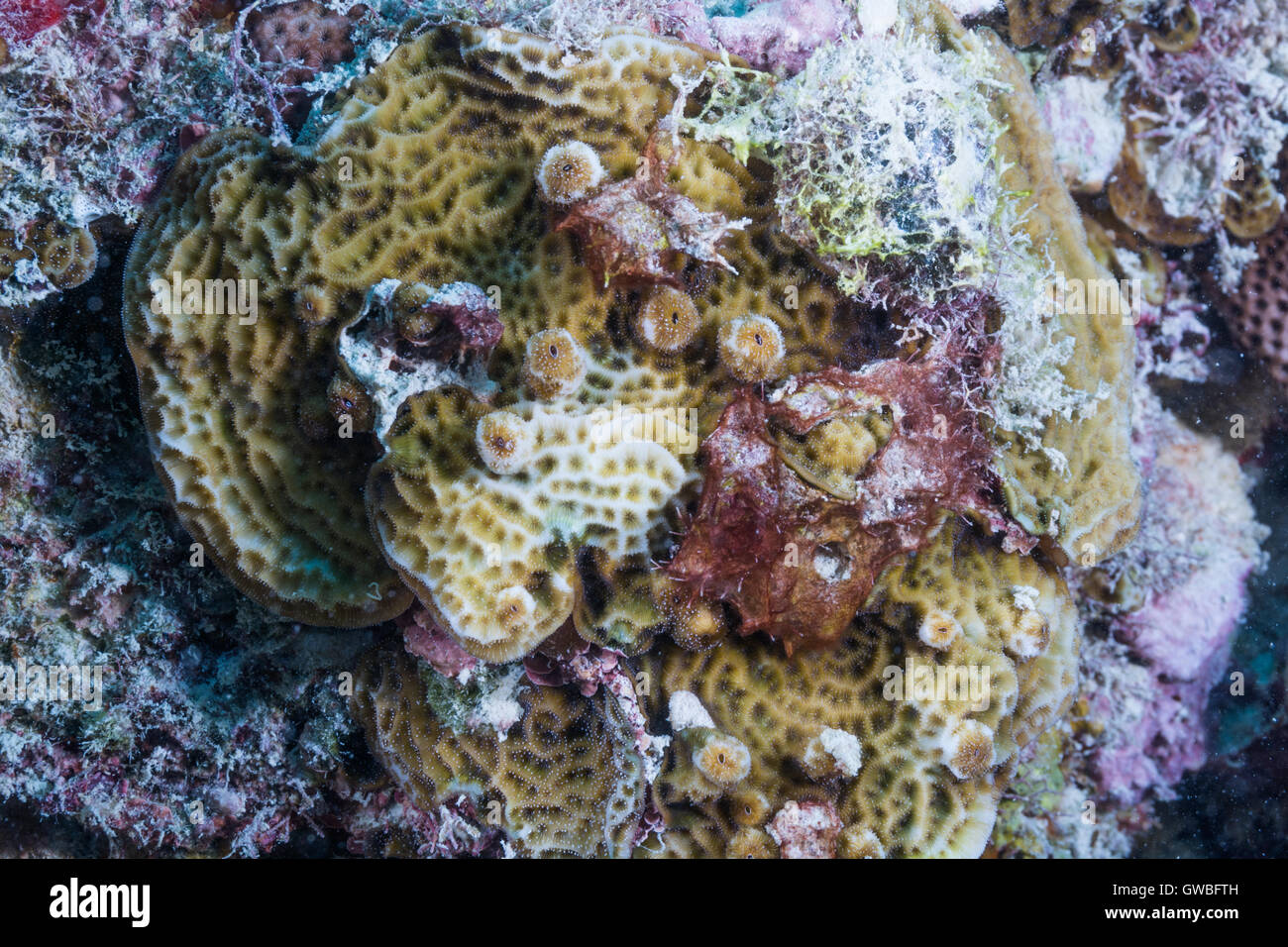 Agaricia agaricites reef coral underwater  Abrolhos, Bahia, Brazil Stock Photo