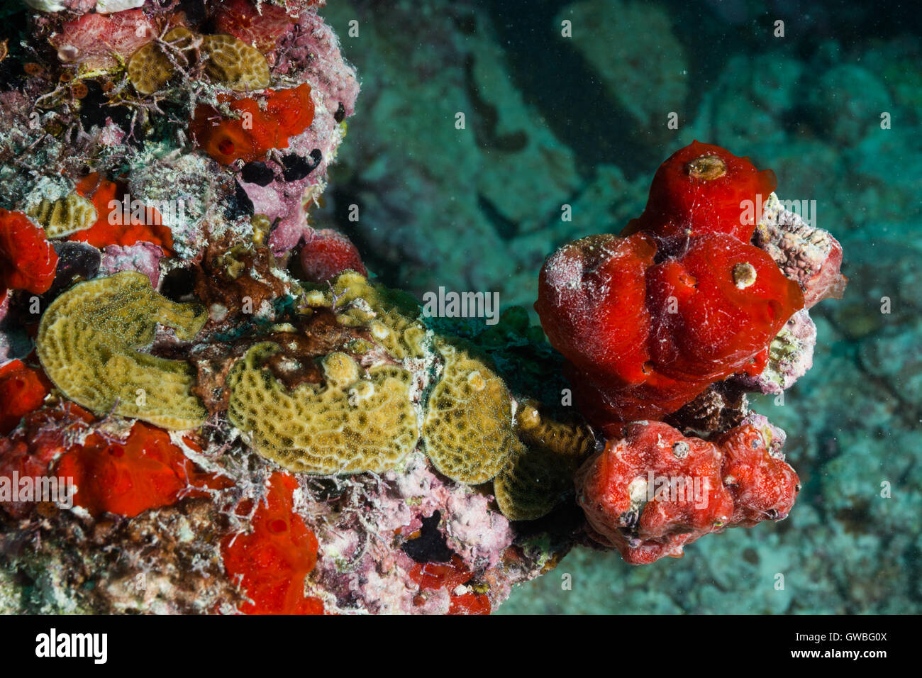 Reef corals and sponges underwater Abrolhos, Bahia, Brazil Stock Photo