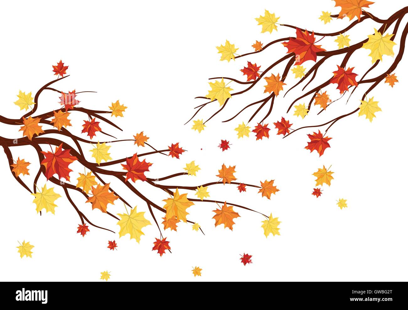 Autumn Frame With Maple Leaves on Branches of Tree Over White ...