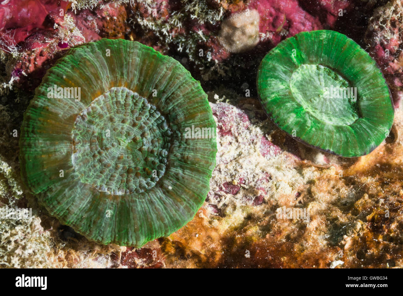 Scolymia welsii underwater at Abrolhos National Marine Park, Bahia, Brazil Stock Photo