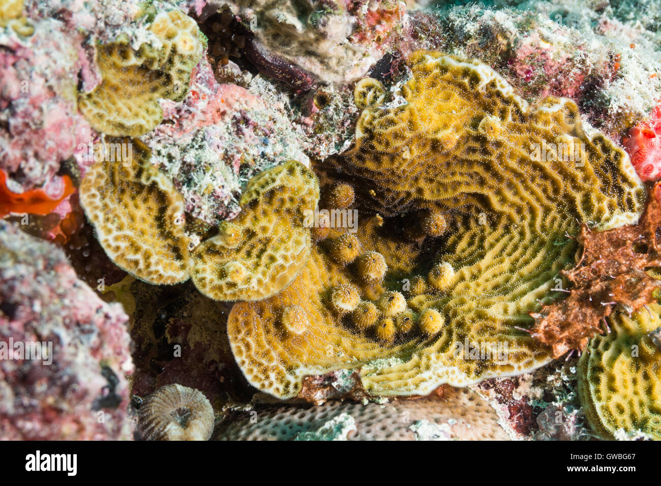 Agaricia agaricites reef coral underwater Abrolhos, Bahia, Brazil