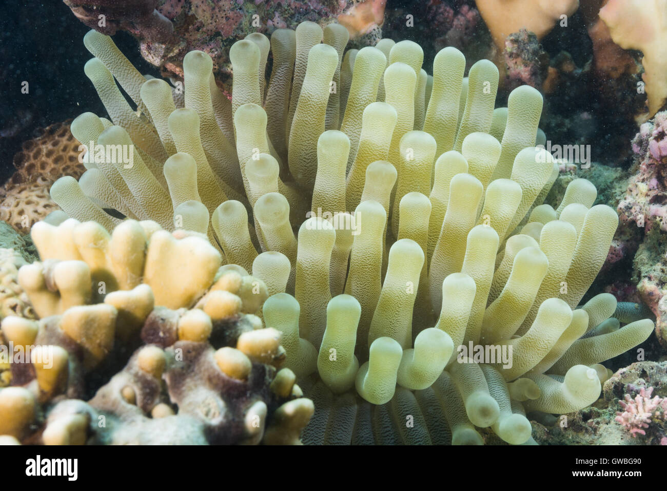 Condylactis gigantea ball anemone underwater Abrolhos, Bahia, Brazil Stock Photo