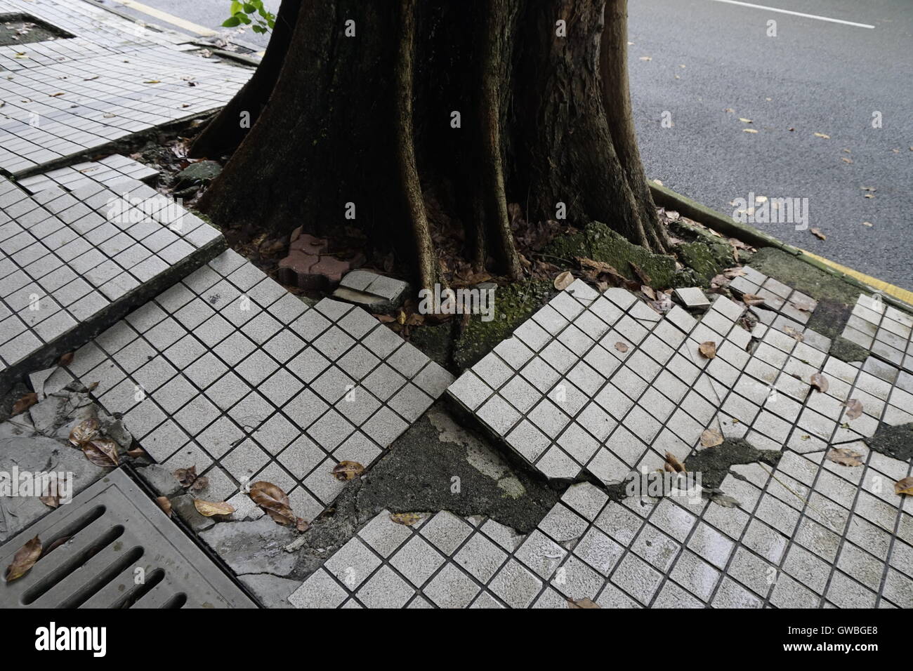 pavement cracking from tree roots Stock Photo Alamy