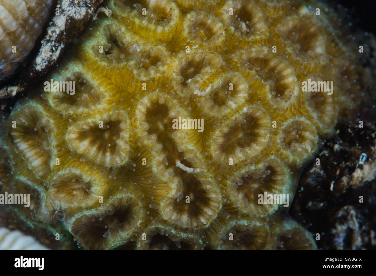 Reef coral Favia gravida underwater Abrolhos national Marine Park, Bahia, Brazil Stock Photo