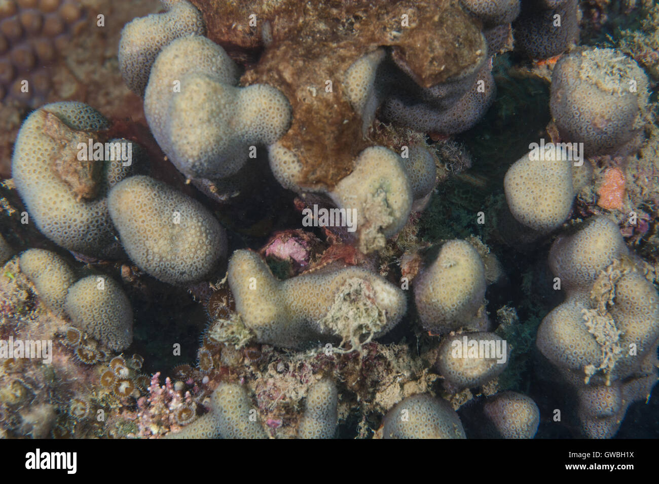 Madracis decactis reef coral underwater Abrolhos, bahia, Brazil Stock