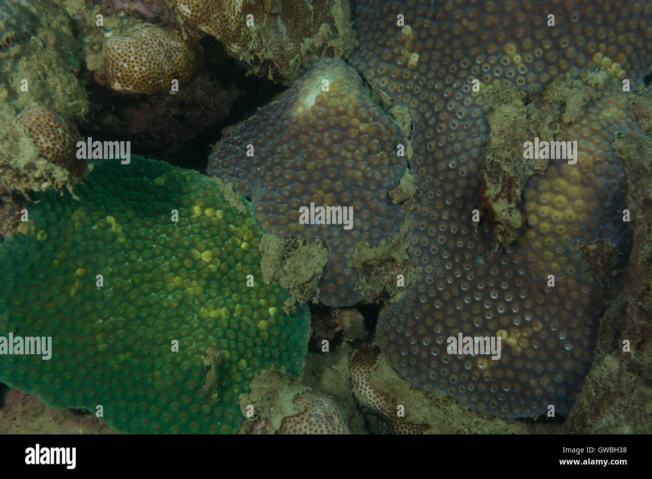 Coral  montastrea cavernosa, underwater Abrolhos, Bahia, Brazil Stock Photo