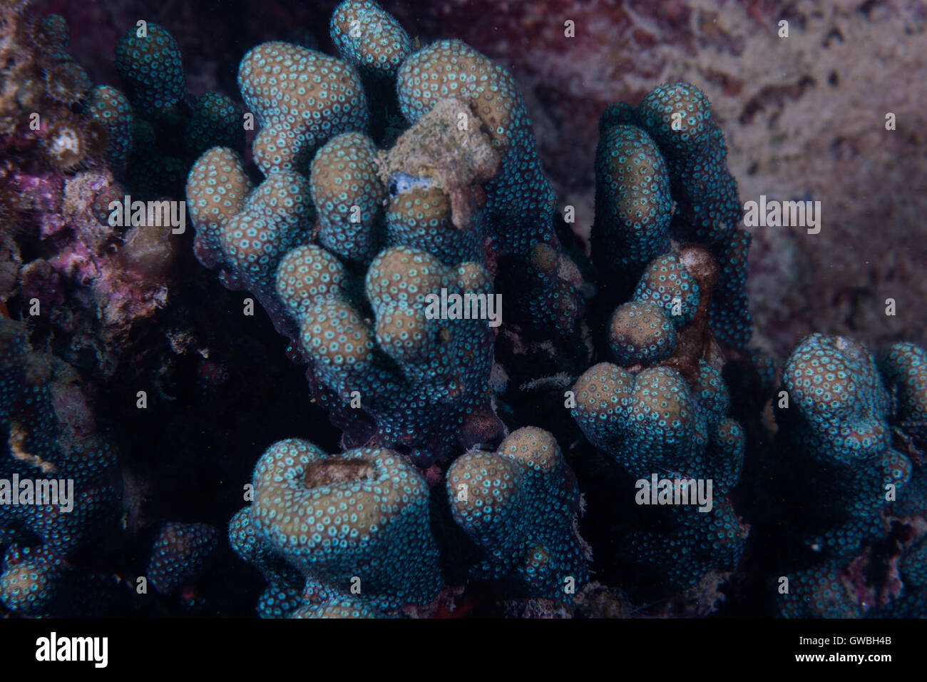 Reef corals and sponges underwater Abrolhos, Bahia, Brazil Stock Photo