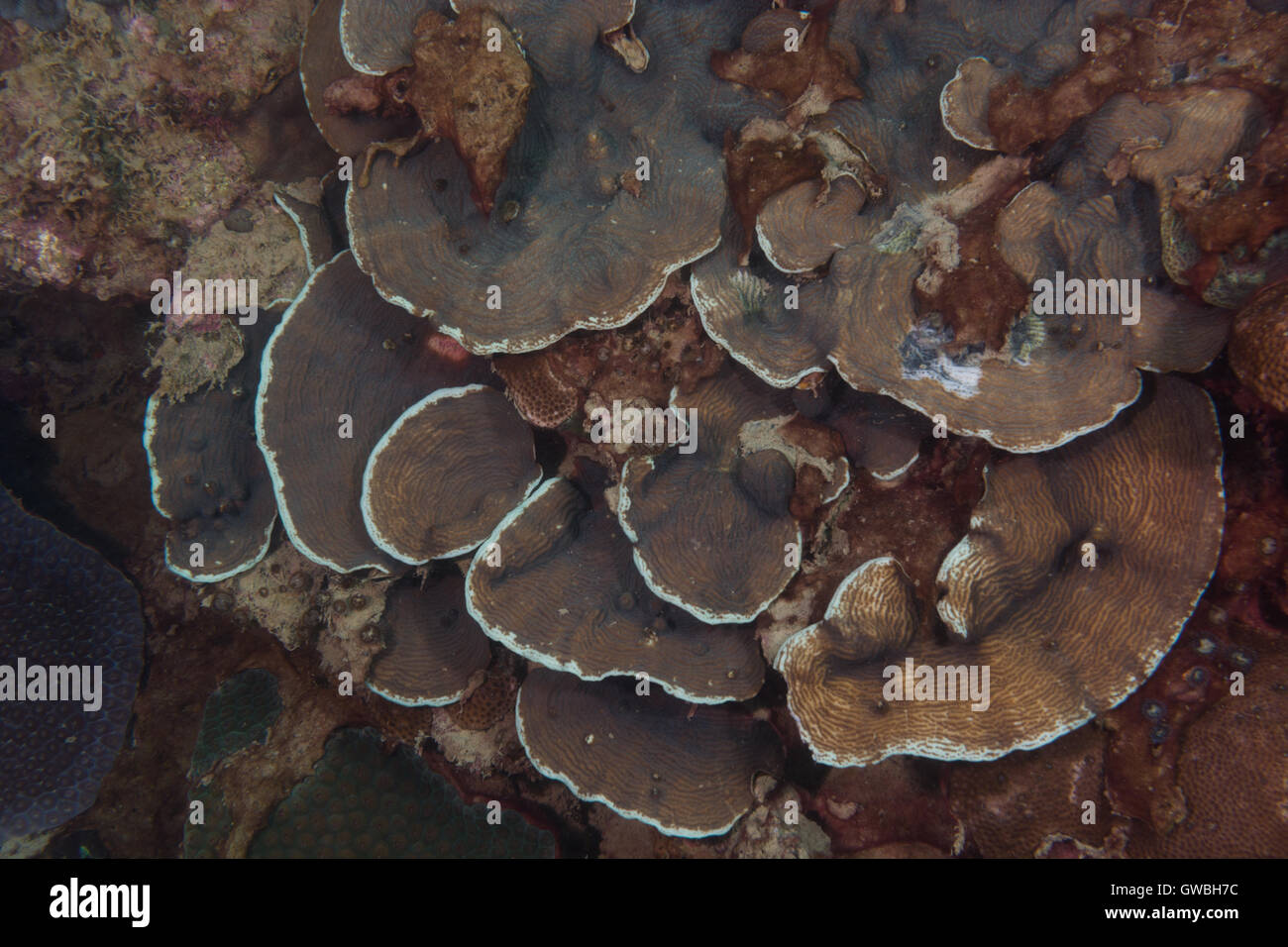 Reec coral genus Agaricia, underwater Abrolhos, Bahia, Brazil Stock Photo