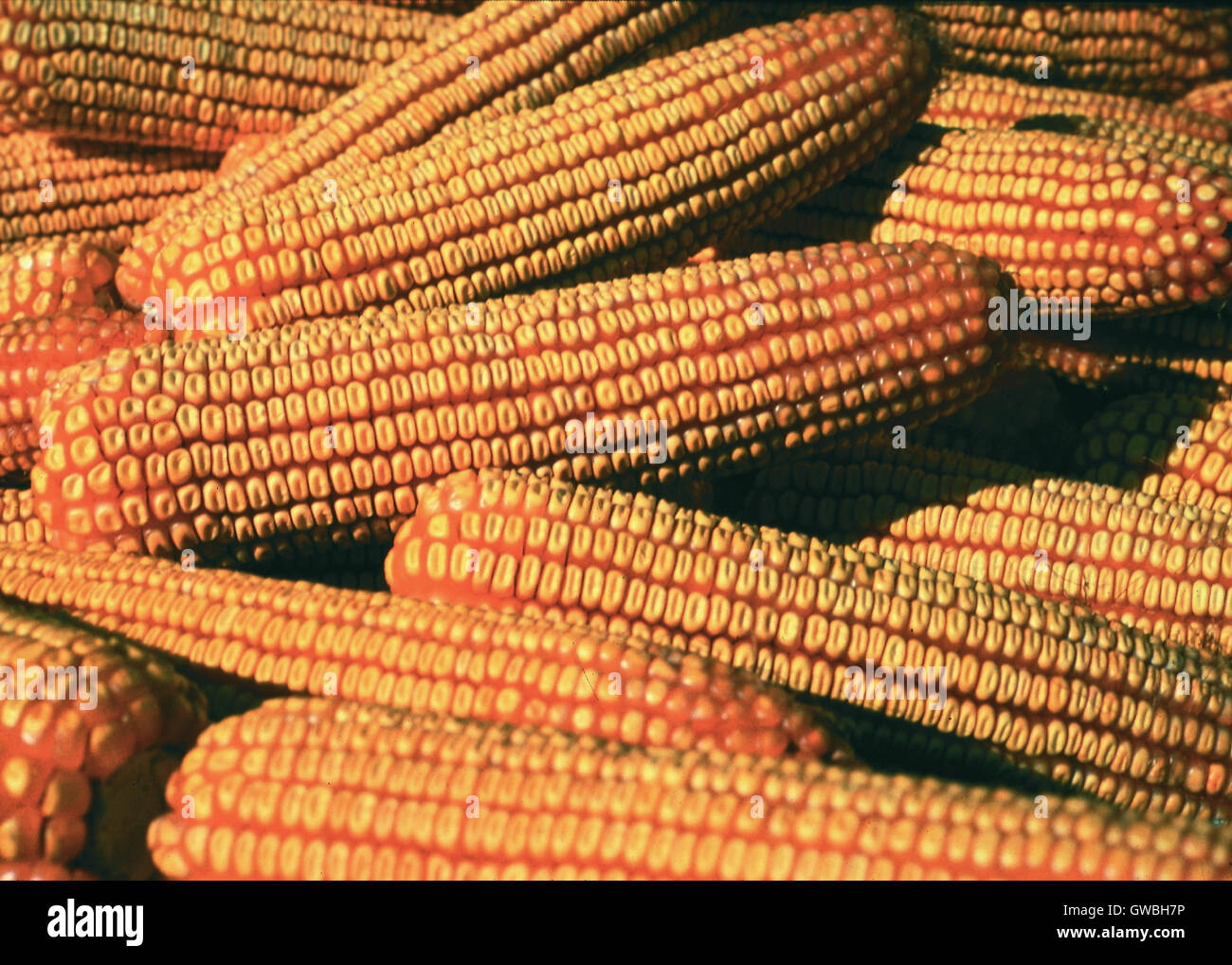 A group of field corn on the ear harvested from a farm in Iowa. About a third of Iowa's land is