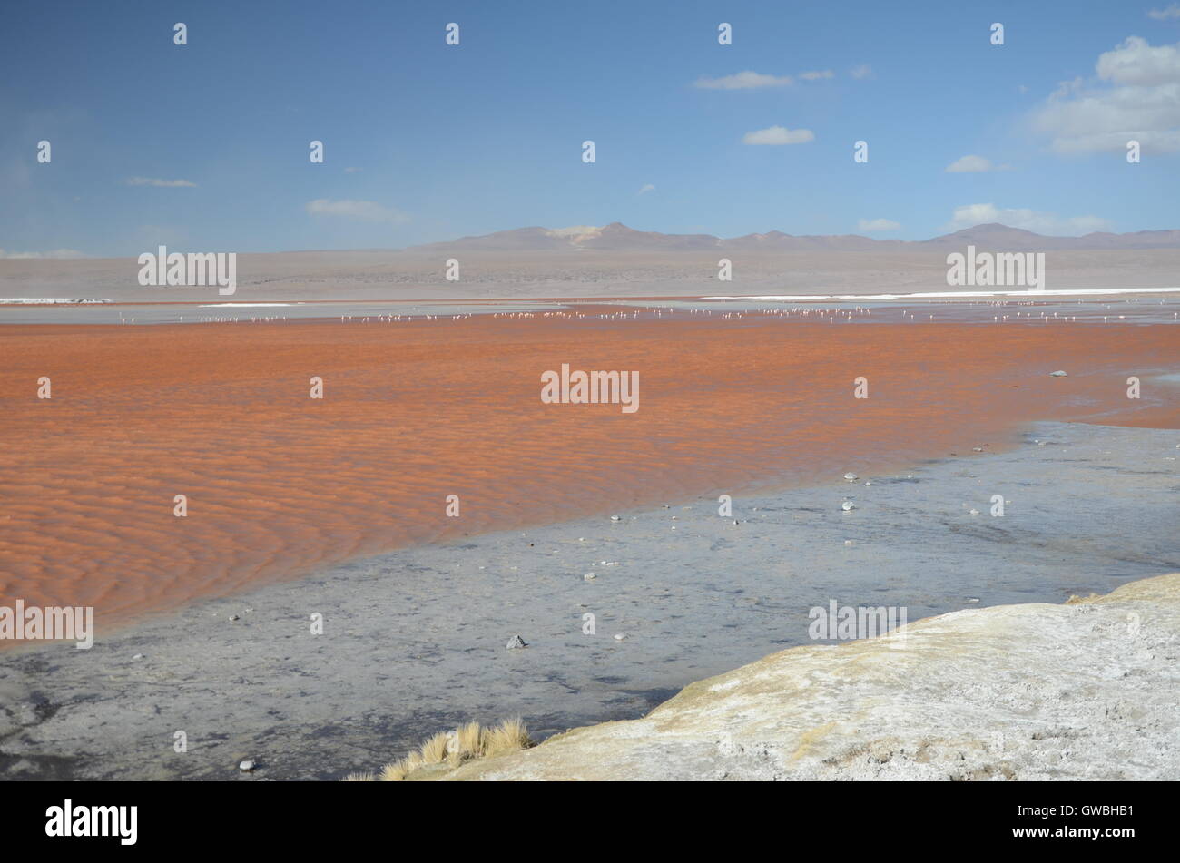 View of Lagoon with flamingos and mountains in the background Stock Photo