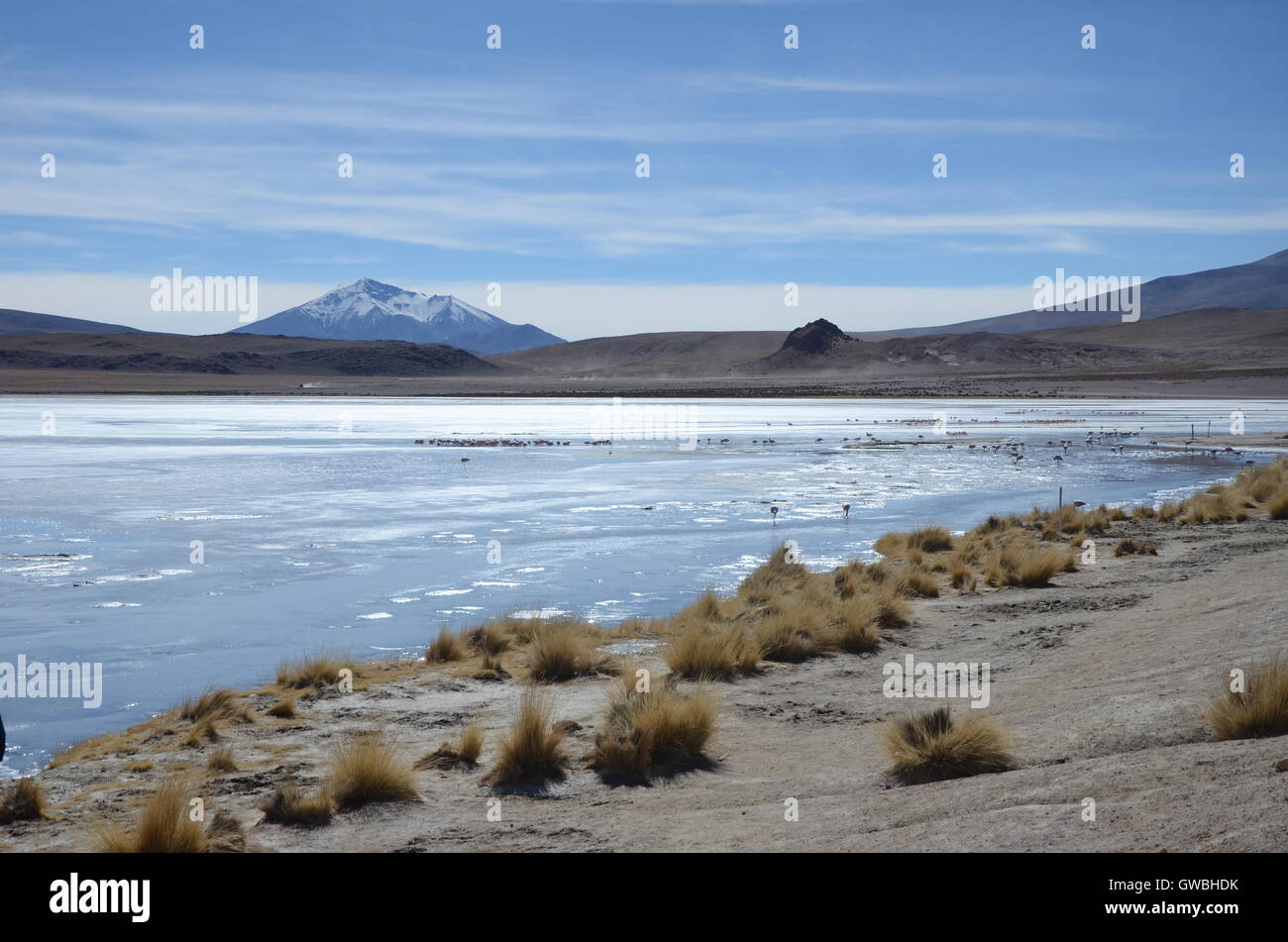 Altiplano lagoon and flamingos Stock Photo