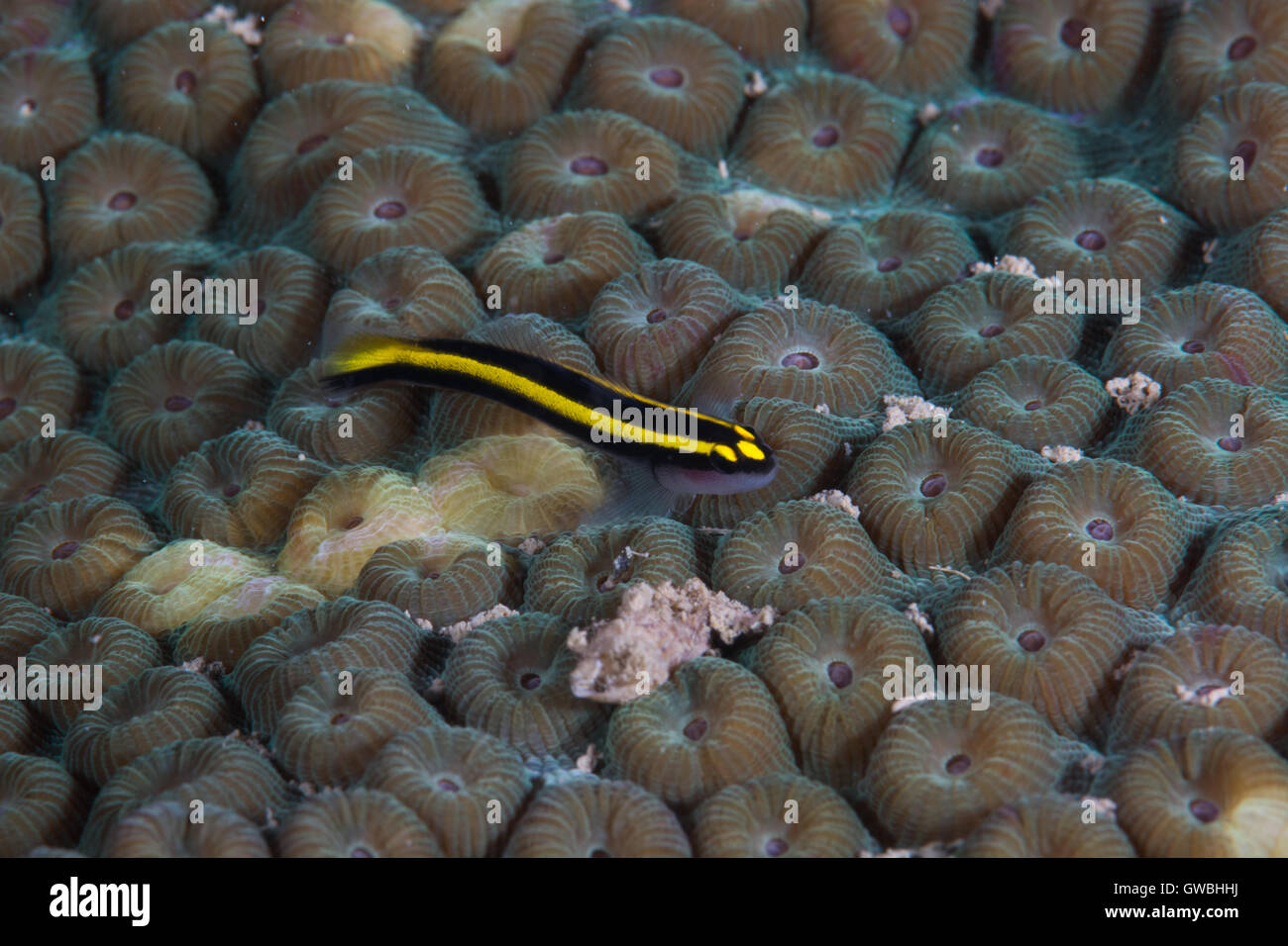 Barber Goby Elacatinus figaro  and Montastrea cavernosa reef coral, Abrolhos, Bahia Brazil. Stock Photo