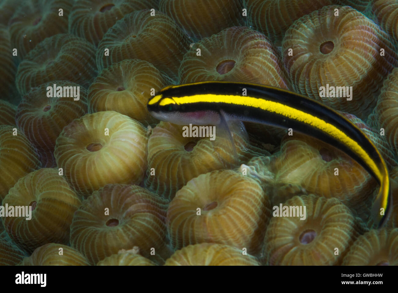 Barber Goby Elacatinus figaro  and Montastrea cavernosa reef coral, Abrolhos, Bahia Brazil. Stock Photo