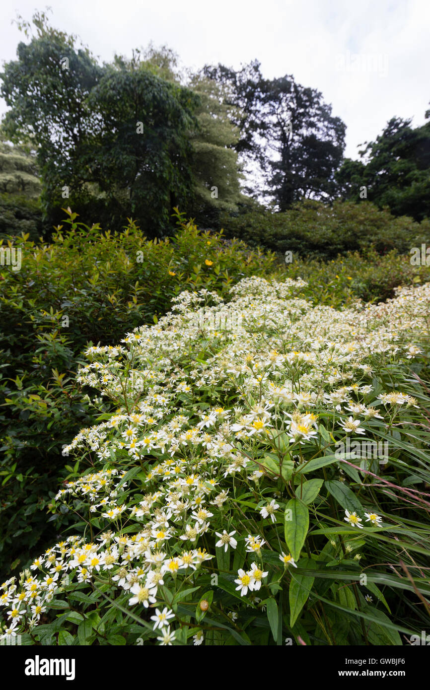 Autumn display of the flat topped aster, Doellingeria umbellata. in a garden setting Stock Photo