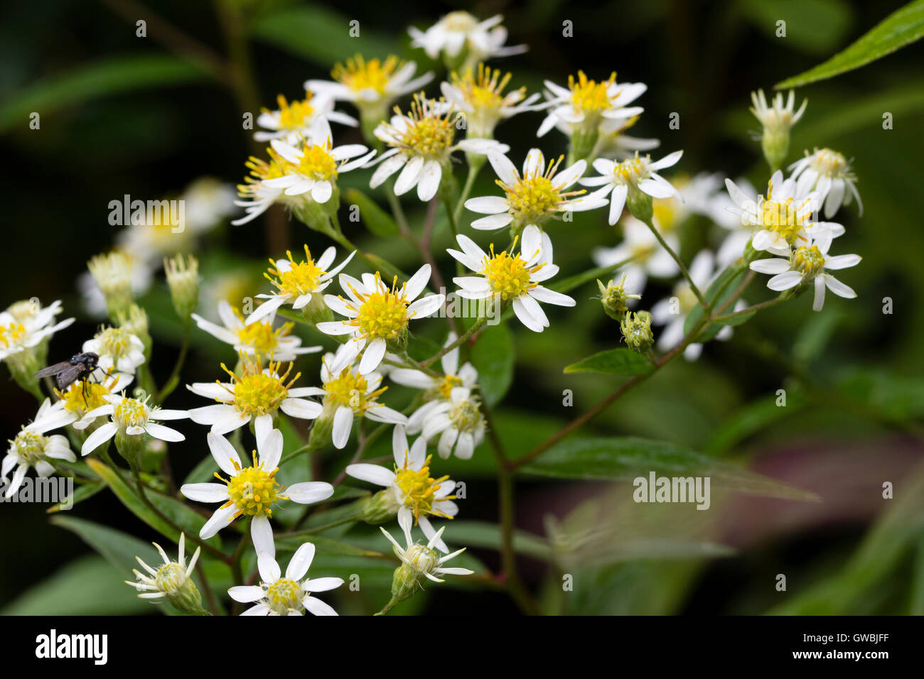 Autumn display of the flat topped aster, Doellingeria umbellata. Stock Photo