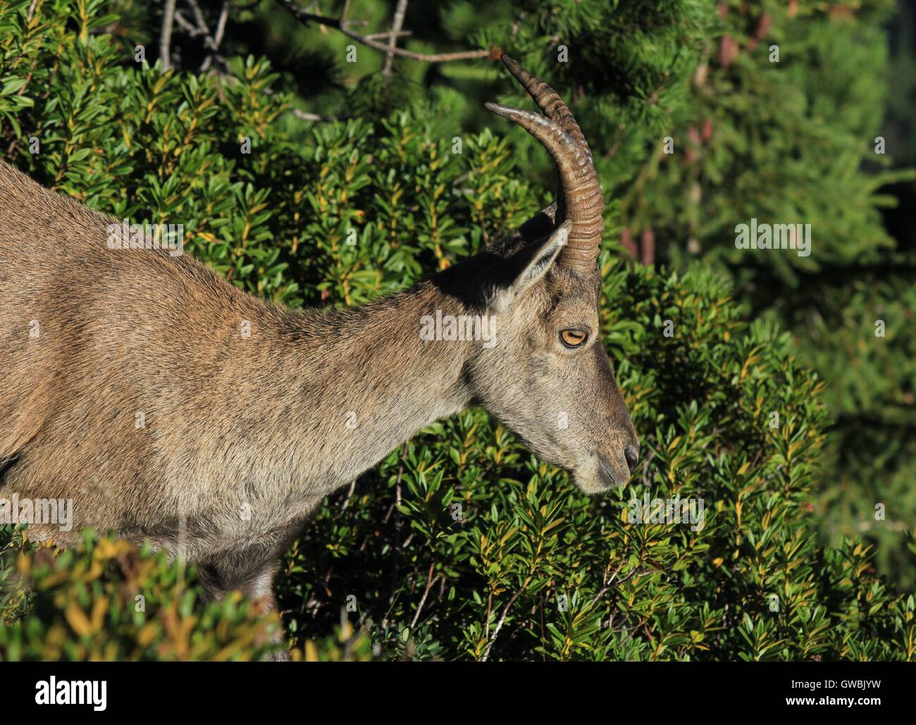 Wild animal living high up in the Alps. Female alpine ibex Stock Photo ...