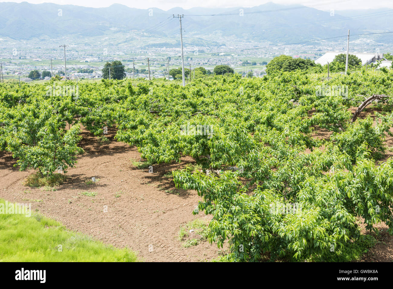 Peach Orchard, Kyodogawa Alluvial fan, Ichinomiya, Fuefuki City