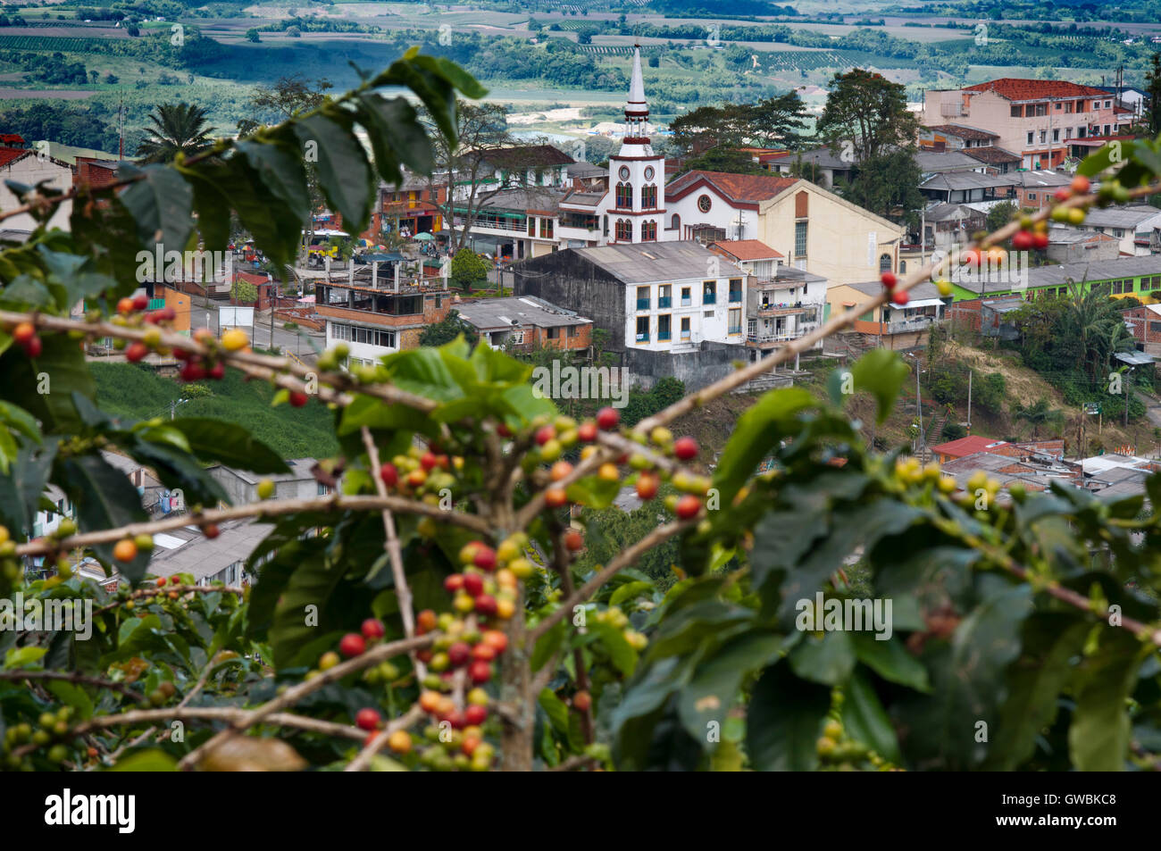 Coffee plantations near the town Buenavista. Quindio, Colombia. Colombian coffee growing axis. The Colombian coffee Region, also known as the Coffee Triangle, is a part of the Colombian Paisa region in the rural area of Colombia, famous for growing and production of a majority of the Colombian coffee, considered by some as the best coffee in the world. Stock Photo